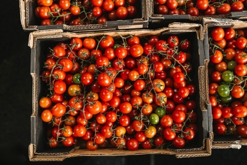 Baby cherry tomatoes for sale at Flemington Farmers Market in Sydney