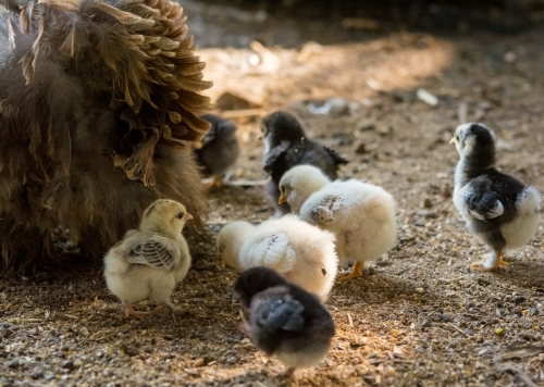Baby chicks following mother hen - Australian Stock Image