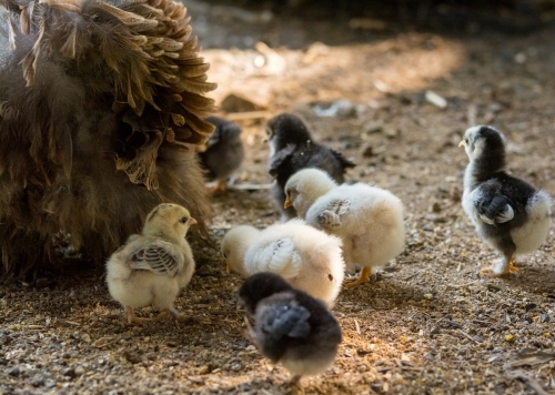 Baby chicks following mother hen