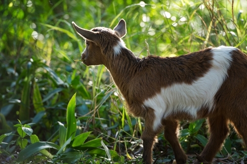 baby goat eating green grass