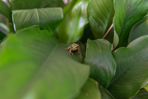 Baby Green Tree Frog - Australian Stock Image