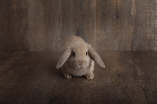 Baby Lop Eared Rabbit On a Wooden Backdrop in Centre of the Frame - Australian Stock Image