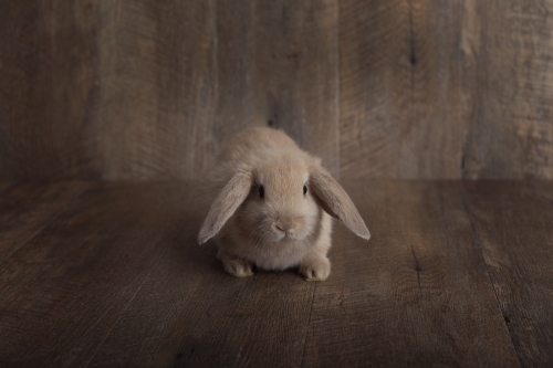 Baby Lop Eared Rabbit On a Wooden Backdrop in Centre of the Frame
