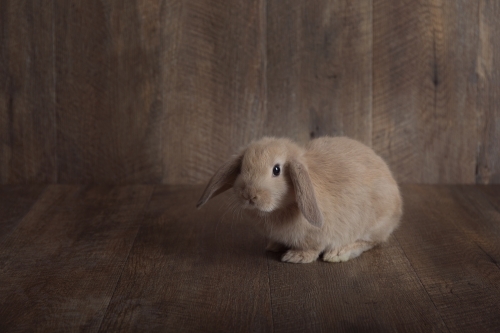 Baby Lop Eared Rabbit On a Wooden Backdrop Looking at Camera - Australian Stock Image