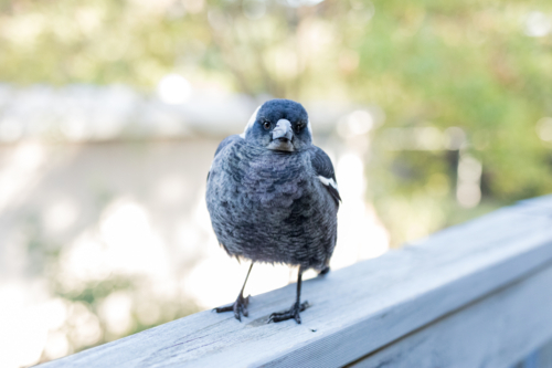 Baby magpie (gymnorhina tibicen) standing on the railing of a deck in a suburban backyard - Australian Stock Image