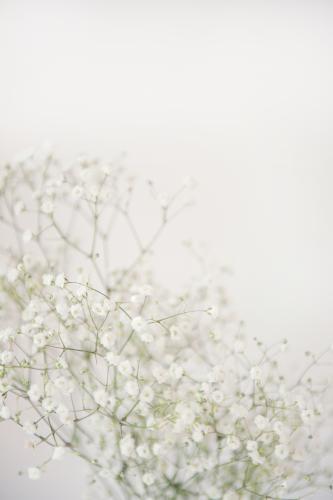 Baby's Breath Flowers - Australian Stock Image