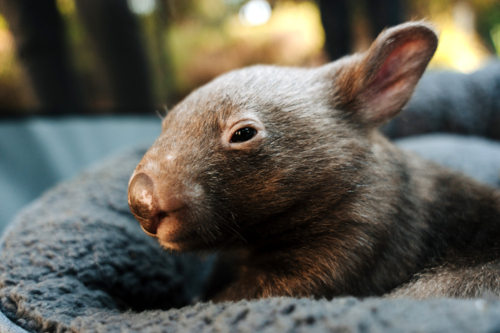 Baby wombat resting on a soft grey cushion. - Australian Stock Image