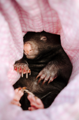 Baby wombat sleeping comfortably in a pink cloth. - Australian Stock Image