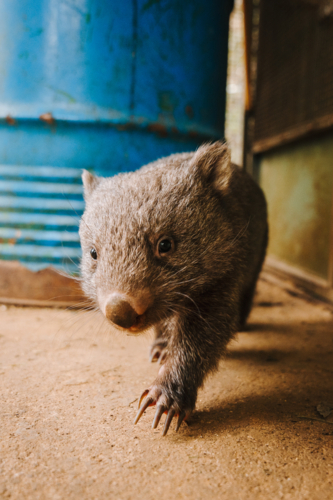Baby wombat walking on the ground. - Australian Stock Image