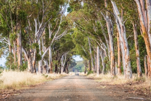 Back road, tunnel of trees.