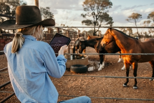 Back view of girl using her tablet standing near horses