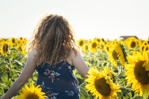 Back view of young woman walking through sunflower field - Australian Stock Image