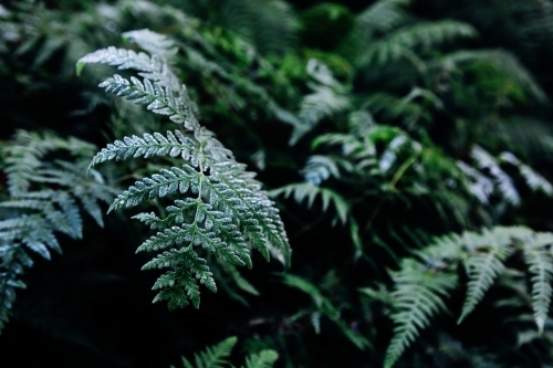 Background of deep green fern leaves in the rainforest in autumn