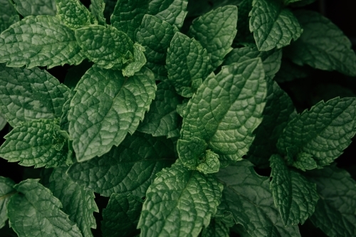 Background of fresh peppermint leaves. - Australian Stock Image