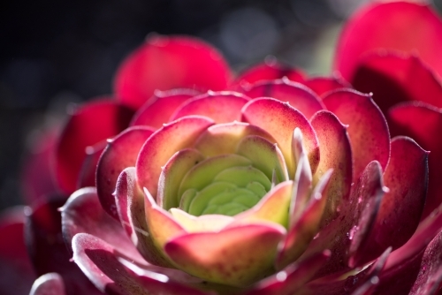Backlight in the black aeonium closeup - Australian Stock Image