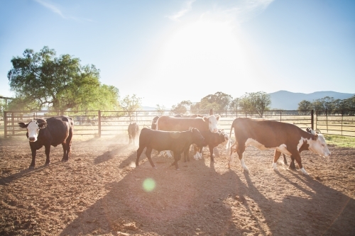 Backlit cattle in dusty australian stockyard on Aussie farm