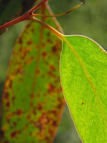 Backlit eucaplyptus leaf