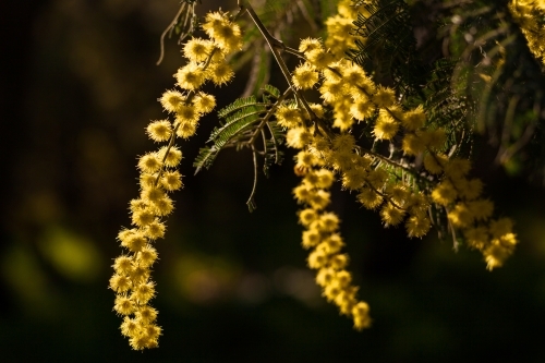 Backlit golden wattle blossoms.