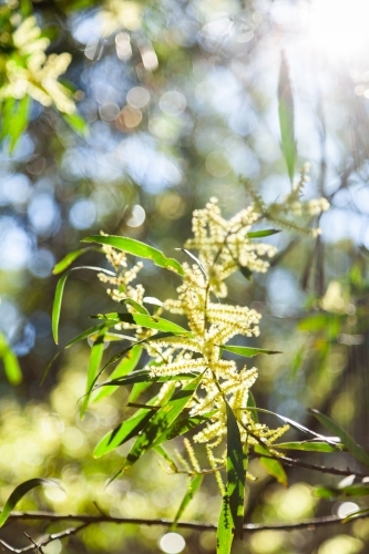 Backlit golden wattle flowering in bushland - Australian Stock Image