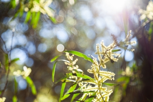 Backlit golden wattle flowering in bushland - Australian Stock Image
