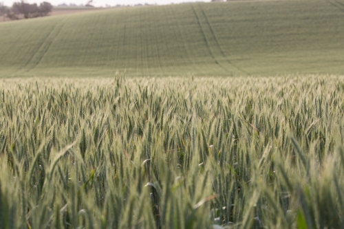 Backlit green heads of wheat - Australian Stock Image