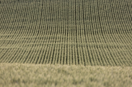 Backlit green heads of wheat