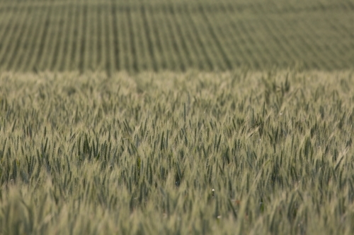 Backlit green heads of wheat - Australian Stock Image