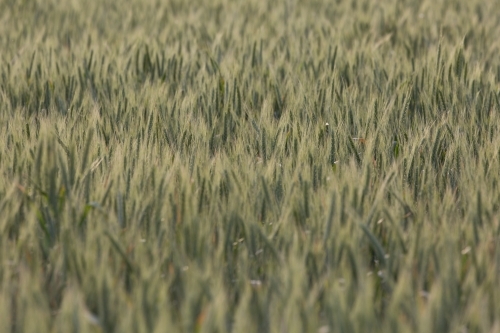 Backlit green heads of wheat - Australian Stock Image