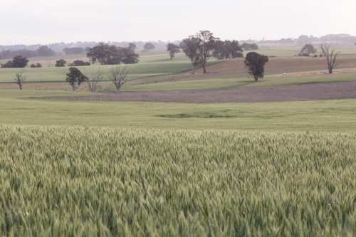 Backlit green heads of wheat - Australian Stock Image