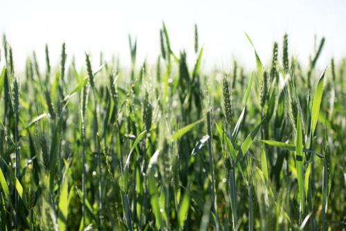 Backlit green wheat field with morning dew drops - Australian Stock Image