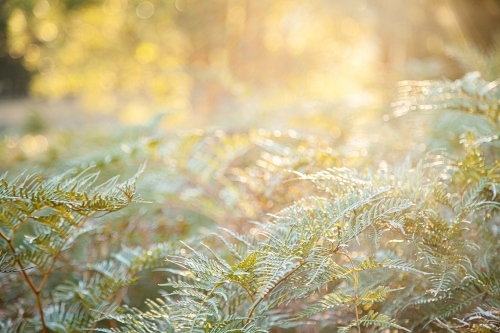 Backlit native ferns and grass in natural bushland - Australian Stock Image