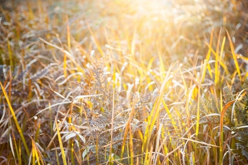 Backlit native ferns and grass in natural bushland - Australian Stock Image