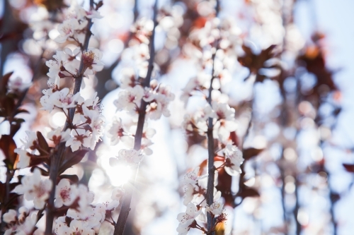 Backlit ornamental plum blossom in spring - Australian Stock Image