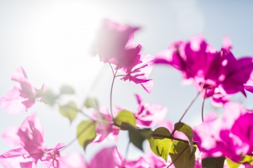 Backlit pink bougainvillea with sun flare