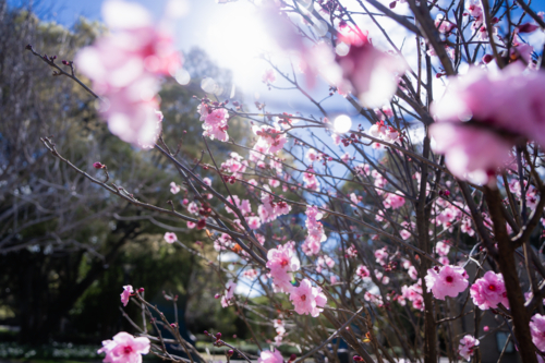 Backlit pink cherry blossom flowers blooming on branches in spring in Perth, Western Australia - Australian Stock Image