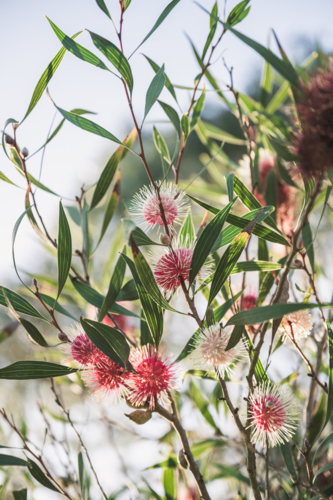 backlit pink hakea - Australian Stock Image
