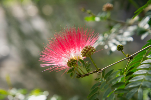 Backlit pink powder puff lily pilly flower - Australian Stock Image