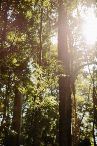 backlit plant in forest of trees
