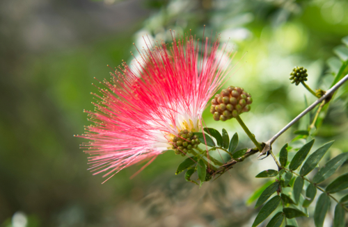 Backlit powderpuff Lilypilly red flower - Australian Stock Image