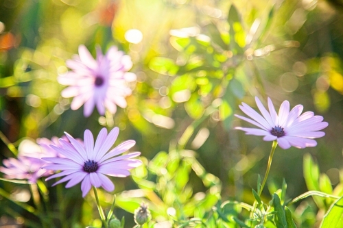 Backlit purple blue eyes daisy in garden - Australian Stock Image