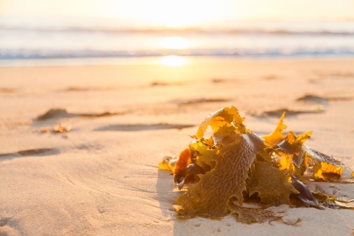 Backlit seaweed on sandy beach at sunrise - Australian Stock Image