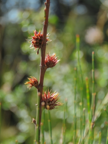 Backlit spikey Sheoak flowers with green bokeh foliage - Australian Stock Image
