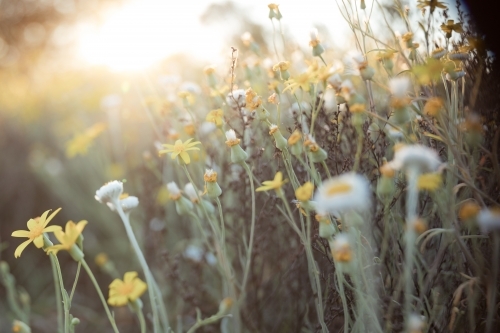 backlit tiny flowers close up - Australian Stock Image