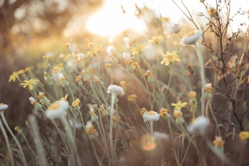 backlit tiny weed flowers close up - Australian Stock Image