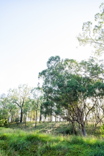 Backlit tree with rays of morning light shining through to paddock - Australian Stock Image