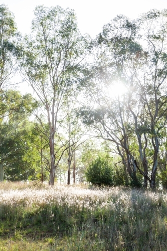 Backlit tree with rays of morning light shining through to paddock - Australian Stock Image