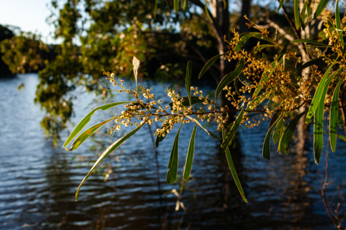 backlit wattle blooms on native tree twig over lake waters - Australian Stock Image