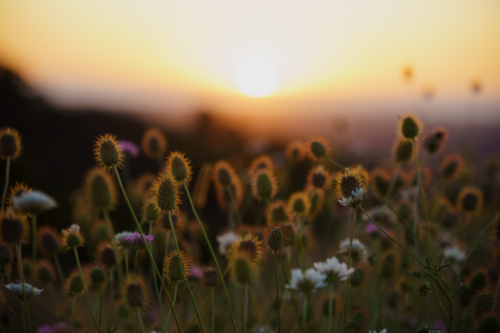 Backlit Wildflowers Glowing in the Golden Sunset Light - Australian Stock Image