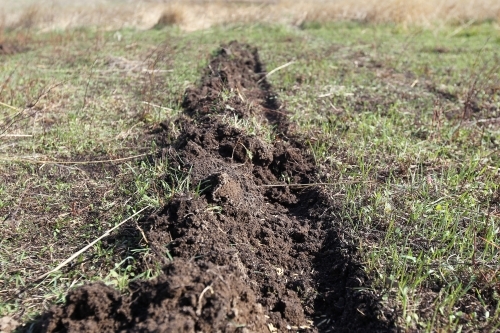 Baiting feral rabbits - Australian Stock Image