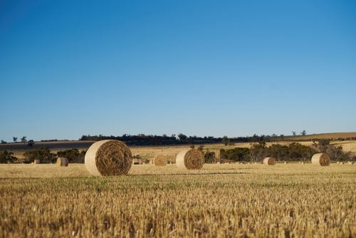 Bales of hay in a freshly harvested paddock.